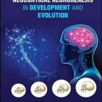 دانلود کتاب Neocortical Neurogenesis in Development and Evolution 1st Edition